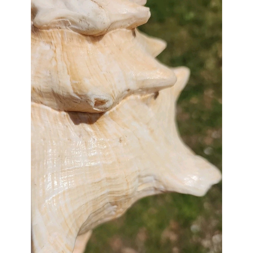 Vintage Queen Stromb Conch Shell Nautical Art Pink Natural - Picture 8 of 12